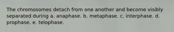 The chromosomes detach from one another and become visibly separated during a. anaphase. b. metaphase. c. interphase. d. prophase. e. telophase.