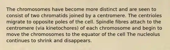 The chromosomes have become more distinct and are seen to consist of two chromatids joined by a centromere. The centrioles migrate to opposite poles of the cell. Spindle fibres attach to the centromere (via kinetochores) of each chromosome and begin to move the chromosomes to the equator of the cell The nucleolus continues to shrink and disappears.