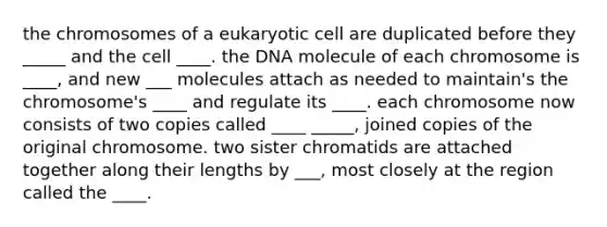 the chromosomes of a eukaryotic cell are duplicated before they _____ and the cell ____. the DNA molecule of each chromosome is ____, and new ___ molecules attach as needed to maintain's the chromosome's ____ and regulate its ____. each chromosome now consists of two copies called ____ _____, joined copies of the original chromosome. two sister chromatids are attached together along their lengths by ___, most closely at the region called the ____.