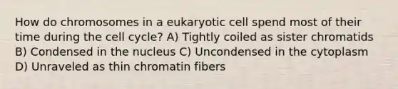 How do chromosomes in a eukaryotic cell spend most of their time during the cell cycle? A) Tightly coiled as sister chromatids B) Condensed in the nucleus C) Uncondensed in the cytoplasm D) Unraveled as thin chromatin fibers