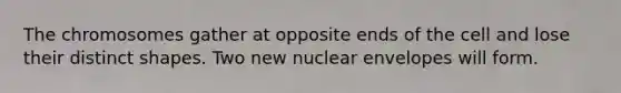 The chromosomes gather at opposite ends of the cell and lose their distinct shapes. Two new nuclear envelopes will form.