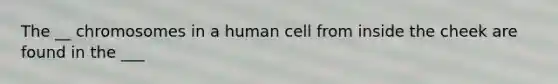 The __ chromosomes in a human cell from inside the cheek are found in the ___