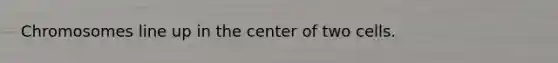 Chromosomes line up in the center of two cells.