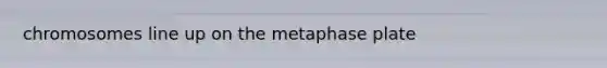 chromosomes line up on the metaphase plate