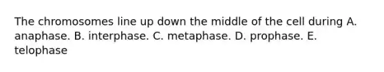 The chromosomes line up down the middle of the cell during A. anaphase. B. interphase. C. metaphase. D. prophase. E. telophase