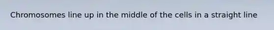 Chromosomes line up in the middle of the cells in a straight line