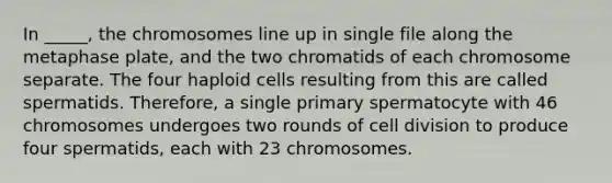 In _____, the chromosomes line up in single file along the metaphase plate, and the two chromatids of each chromosome separate. The four haploid cells resulting from this are called spermatids. Therefore, a single primary spermatocyte with 46 chromosomes undergoes two rounds of cell division to produce four spermatids, each with 23 chromosomes.