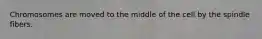 Chromosomes are moved to the middle of the cell by the spindle fibers.