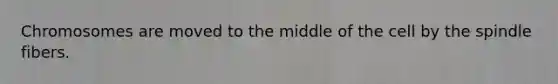 Chromosomes are moved to the middle of the cell by the spindle fibers.
