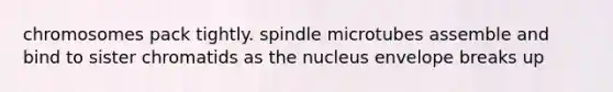 chromosomes pack tightly. spindle microtubes assemble and bind to sister chromatids as the nucleus envelope breaks up