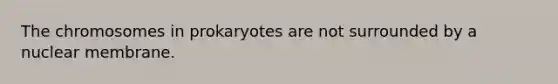 The chromosomes in prokaryotes are not surrounded by a nuclear membrane.