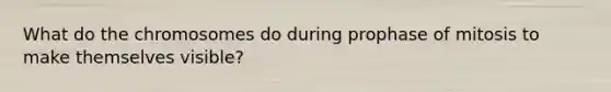 What do the chromosomes do during prophase of mitosis to make themselves visible?