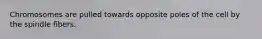 Chromosomes are pulled towards opposite poles of the cell by the spindle fibers.
