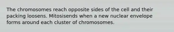 The chromosomes reach opposite sides of the cell and their packing loosens. Mitosisends when a new nuclear envelope forms around each cluster of chromosomes.