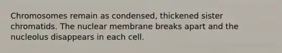 Chromosomes remain as condensed, thickened sister chromatids. The nuclear membrane breaks apart and the nucleolus disappears in each cell.