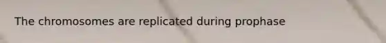 The chromosomes are replicated during prophase