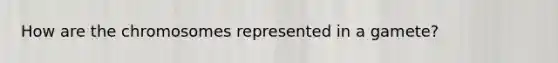How are the chromosomes represented in a gamete?