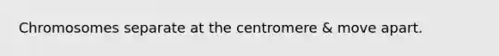 Chromosomes separate at the centromere & move apart.