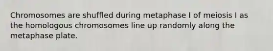 Chromosomes are shuffled during metaphase I of meiosis I as the homologous chromosomes line up randomly along the metaphase plate.