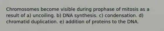 Chromosomes become visible during prophase of mitosis as a result of a) uncoiling. b) DNA synthesis. c) condensation. d) chromatid duplication. e) addition of proteins to the DNA.