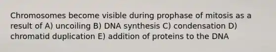 Chromosomes become visible during prophase of mitosis as a result of A) uncoiling B) DNA synthesis C) condensation D) chromatid duplication E) addition of proteins to the DNA