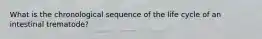 What is the chronological sequence of the life cycle of an intestinal trematode?