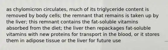 as chylomicron circulates, much of its triglyceride content is removed by body cells; the remnant that remains is taken up by the liver; this remnant contains the fat-soluble vitamins absorbed from the diet; the liver then repackages fat-soluble vitamins with new proteins for transport in the blood, or it stores them in adipose tissue or the liver for future use