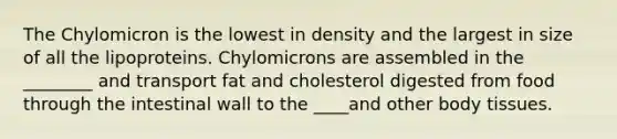 The Chylomicron is the lowest in density and the largest in size of all the lipoproteins. Chylomicrons are assembled in the ________ and transport fat and cholesterol digested from food through the intestinal wall to the ____and other body tissues.