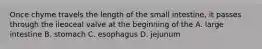 Once chyme travels the length of the small intestine, it passes through the ileoceal valve at the beginning of the A. large intestine B. stomach C. esophagus D. jejunum