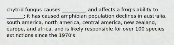 chytrid fungus causes __________ and affects a frog's ability to _______; it has caused amphibian population declines in australia, south america, north america, central america, new zealand, europe, and africa, and is likely responsible for over 100 species extinctions since the 1970's