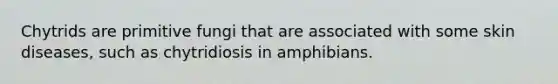 Chytrids are primitive fungi that are associated with some skin diseases, such as chytridiosis in amphibians.