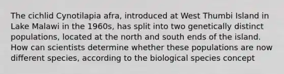 The cichlid Cynotilapia afra, introduced at West Thumbi Island in Lake Malawi in the 1960s, has split into two genetically distinct populations, located at the north and south ends of the island. How can scientists determine whether these populations are now different species, according to the biological species concept