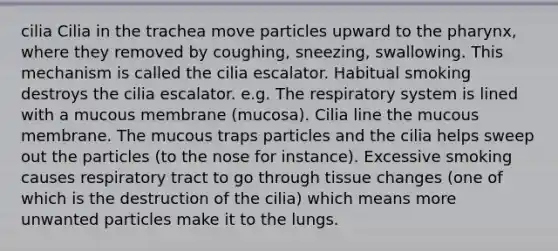 cilia Cilia in the trachea move particles upward to <a href='https://www.questionai.com/knowledge/ktW97n6hGJ-the-pharynx' class='anchor-knowledge'>the pharynx</a>, where they removed by coughing, sneezing, swallowing. This mechanism is called the cilia escalator. Habitual smoking destroys the cilia escalator. e.g. The respiratory system is lined with a mucous membrane (mucosa). Cilia line the mucous membrane. The mucous traps particles and the cilia helps sweep out the particles (to the nose for instance). Excessive smoking causes respiratory tract to go through tissue changes (one of which is the destruction of the cilia) which means more unwanted particles make it to the lungs.