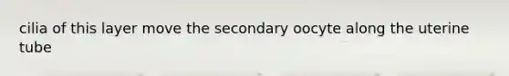 cilia of this layer move the secondary oocyte along the uterine tube