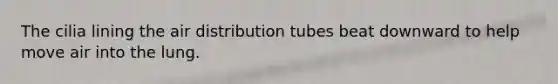 The cilia lining the air distribution tubes beat downward to help move air into the lung.