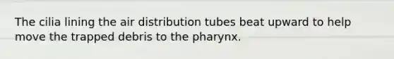 The cilia lining the air distribution tubes beat upward to help move the trapped debris to the pharynx.