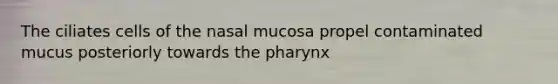 The ciliates cells of the nasal mucosa propel contaminated mucus posteriorly towards <a href='https://www.questionai.com/knowledge/ktW97n6hGJ-the-pharynx' class='anchor-knowledge'>the pharynx</a>