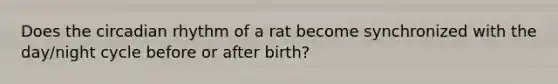 Does the circadian rhythm of a rat become synchronized with the day/night cycle before or after birth?