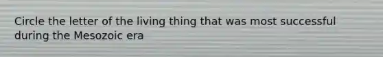 Circle the letter of the living thing that was most successful during the Mesozoic era