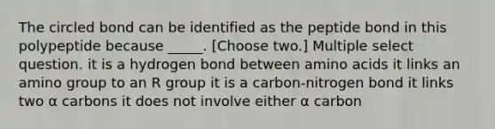 The circled bond can be identified as the peptide bond in this polypeptide because _____. [Choose two.] Multiple select question. it is a hydrogen bond between <a href='https://www.questionai.com/knowledge/k9gb720LCl-amino-acids' class='anchor-knowledge'>amino acids</a> it links an amino group to an R group it is a carbon-nitrogen bond it links two α carbons it does not involve either α carbon