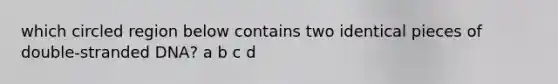 which circled region below contains two identical pieces of double-stranded DNA? a b c d
