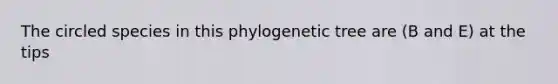 The circled species in this phylogenetic tree are (B and E) at the tips