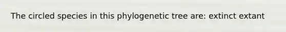 The circled species in this phylogenetic tree are: extinct extant