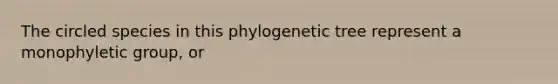 The circled species in this phylogenetic tree represent a monophyletic group, or