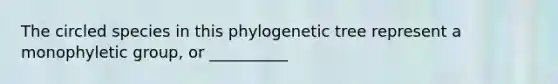 The circled species in this phylogenetic tree represent a monophyletic group, or __________