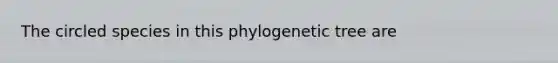 The circled species in this phylogenetic tree are