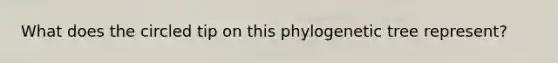 What does the circled tip on this phylogenetic tree represent?
