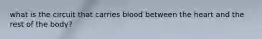 what is the circuit that carries blood between the heart and the rest of the body?