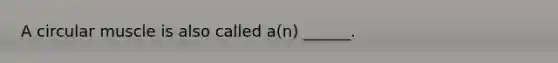 A circular muscle is also called a(n) ______.