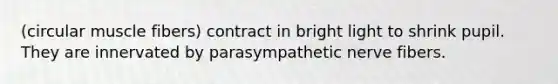 (circular muscle fibers) contract in bright light to shrink pupil. They are innervated by parasympathetic nerve fibers.